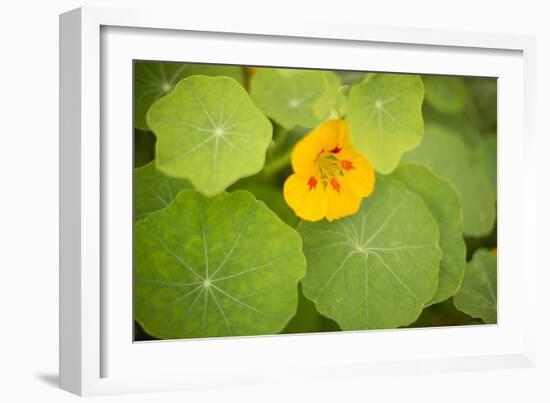 Nasturtiums I-Karyn Millet-Framed Photographic Print