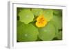 Nasturtiums I-Karyn Millet-Framed Photographic Print