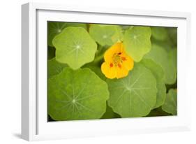 Nasturtiums I-Karyn Millet-Framed Photographic Print