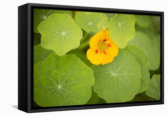 Nasturtiums I-Karyn Millet-Framed Stretched Canvas