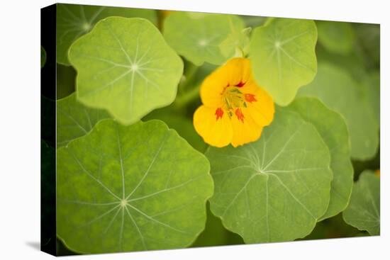 Nasturtiums I-Karyn Millet-Stretched Canvas