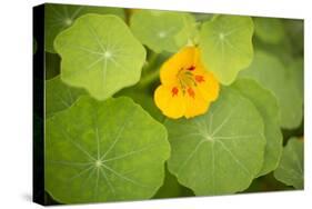 Nasturtiums I-Karyn Millet-Stretched Canvas