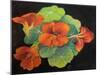 Nasturtiums,  pastel-Margo Starkey-Mounted Giclee Print