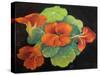 Nasturtiums,  pastel-Margo Starkey-Stretched Canvas