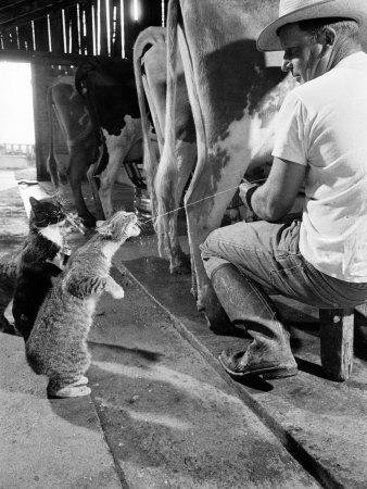 Cats Blackie and Brownie Catching Squirts of Milk During Milking at Arch Badertscher's Dairy Farm