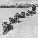 Dog Sledding Team-Nat Farbman-Photographic Print