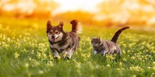 Cute Corgi Dog in Fancy Black Hat Sitting in Autumn Park with Pumpkin for Halloween-Nataba-Photographic Print