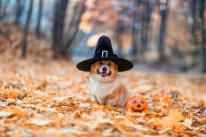 Cute Corgi Dog in Fancy Black Hat Sitting in Autumn Park with Pumpkin for Halloween-Nataba-Photographic Print