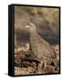 Natal Francolin (Pternistes Natalensis), Kruger National Park, South Africa, Africa-James Hager-Framed Stretched Canvas