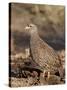 Natal Francolin (Pternistes Natalensis), Kruger National Park, South Africa, Africa-James Hager-Stretched Canvas