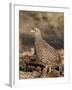 Natal Francolin (Pternistes Natalensis), Kruger National Park, South Africa, Africa-James Hager-Framed Photographic Print