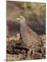 Natal Francolin (Pternistes Natalensis), Kruger National Park, South Africa, Africa-James Hager-Mounted Photographic Print