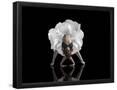 Essential Black