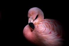 Greater Flamingos in flight-Natalia Rublina-Photographic Print