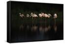 Canvas Black