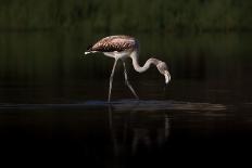 Greater Flamingos in flight-Natalia Rublina-Photographic Print