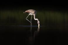 Greater Flamingos in flight-Natalia Rublina-Photographic Print