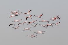 Greater Flamingos in flight-Natalia Rublina-Photographic Print