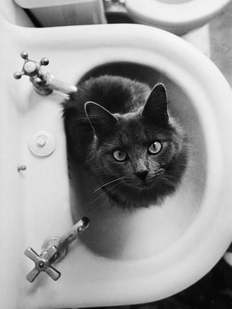 Cat Sitting In Bathroom Sink
