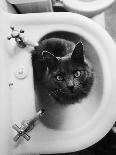 Cat Sitting In Bathroom Sink-Natalie Fobes-Framed Stretched Canvas