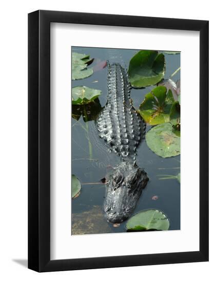 Photo, , large