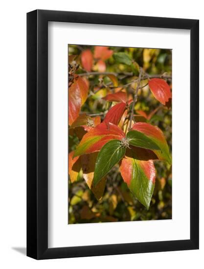 Photo, , large