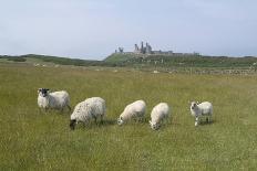 Sheep in a Field Beneath the Ruins of 14th Century Dunstanburgh Castle Craster England-Natalie Tepper-Photo