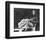 Natalie Wood-null-Framed Photo