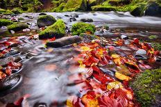 River Kamenice in Autumn with Long Exposure, Bohemian Switzerland, Czech Republic-Nataliya Hora-Photographic Print