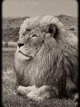 Amazing Vintage Photo of a Beautiful African Lion in a National Park. Creative Artwork. Wonderful I-Nataly Reinch-Photographic Print