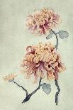 Chrysanthemum Beauty I-Natasha Chabot-Framed Stretched Canvas