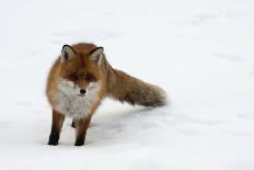 Fox in Snow-natburr-Laminated Photographic Print