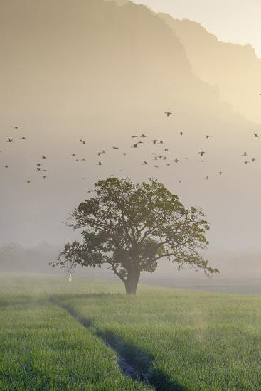 Photographic Print, , large