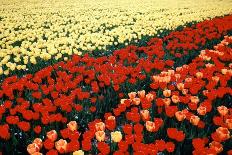 Tulip Fields with Vivid Red and Yellow Tulips in Julianadorp at Northwest Tip of Holl…, 1986 (Photo-Nathan Benn-Giclee Print