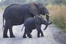 African Elephants, Loxodonta. Queen Elizabeth National Park, Uganda-Nathan Dappen-Photographic Print