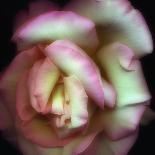 Love is a Rose-Nathan Griffith-Photographic Print