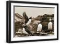 Black Frame