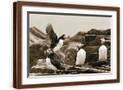 Brown Frame