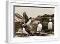 White Frame