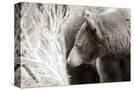 Stretched Canvas