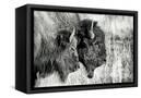 Canvas Black