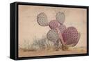 Framed Canvas