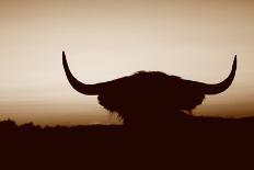 Bull Set Sepia Crop-Nathan Larson-Photographic Print
