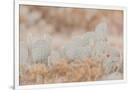 Gramercy White