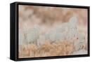 Framed Canvas