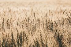 Dakota Wheat Fields-Nathan Larson-Photographic Print