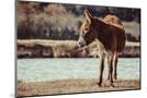 Wood Mount