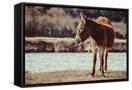Canvas Black