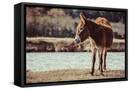 Canvas Black