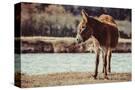 Stretched Canvas